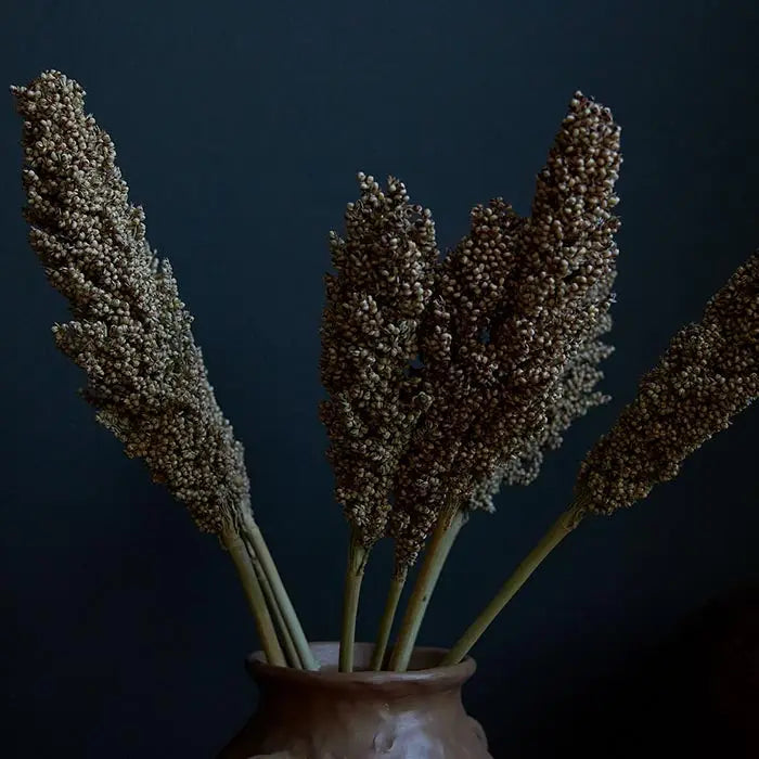 Sorghum Stem - Coffee - Dried Flower